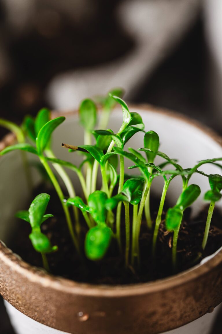 Confessions of a Seedling Stage Gardener: Egg Cartons, Dreams, and Mild Panic